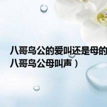 八哥鸟公的爱叫还是母的爱叫（八哥鸟公母叫声）