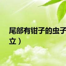 尾部有钳子的虫子（尾立）