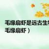 毛缘扇虾是远古生物吗（毛缘扇虾）