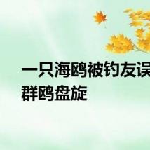 一只海鸥被钓友误伤引群鸥盘旋