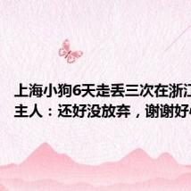 上海小狗6天走丢三次在浙江找回,主人:还好没放弃,谢谢好心人