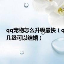 qq宠物怎么升级最快(qq宠物几级可以结婚)