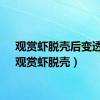 观赏虾脱壳后变透明（观赏虾脱壳）