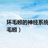 环毛蚓的神经系统（环毛蚓）