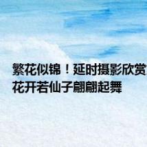 繁花似锦！延时摄影欣赏文心兰花开若仙子翩翩起舞