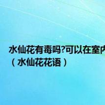 水仙花有毒吗?可以在室内养吗?(水仙花花语)