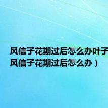 风信子花期过后怎么办叶子发黄(风信子花期过后怎么办)