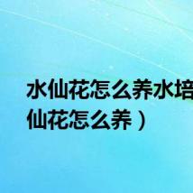 水仙花怎么养水培（水仙花怎么养）