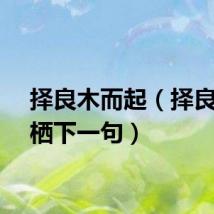 择良木而起（择良木而栖下一句）