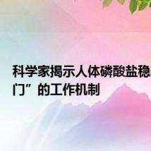科学家揭示人体磷酸盐稳态“阀门”的工作机制