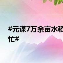 #元谋7万余亩水稻收割忙#