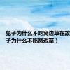 兔子为什么不吃窝边草在故事（兔子为什么不吃窝边草）