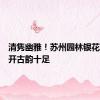 清隽幽雅！苏州园林银花紫薇盛开古韵十足