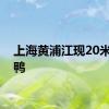上海黄浦江现20米巨型鸭