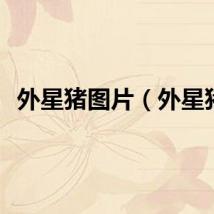 外星猪图片（外星猪）