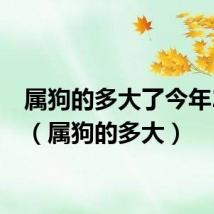 属狗的多大了今年2024（属狗的多大）