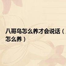 八哥鸟怎么养才会说话(八哥鸟怎么养)