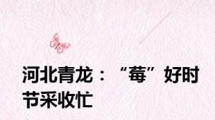 河北青龙：“莓”好时节采收忙