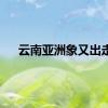云南亚洲象又出走