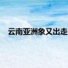 云南亚洲象又出走了