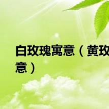 白玫瑰寓意（黄玫瑰寓意）