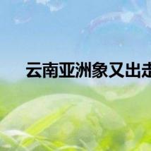 云南亚洲象又出走