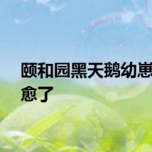 颐和园黑天鹅幼崽太治愈了