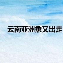 云南亚洲象又出走了