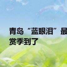 青岛“蓝眼泪”最佳观赏季到了