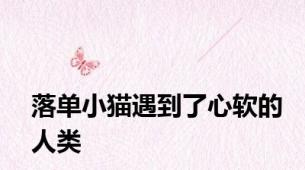 落单小猫遇到了心软的人类
