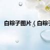 白粽子图片（白粽子）