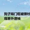 狗子啃门框被揍杜宾围观意外遭殃