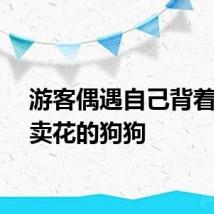 游客偶遇自己背着花篮卖花的狗狗