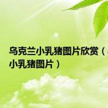 乌克兰小乳猪图片欣赏（乌克兰小乳猪图片）