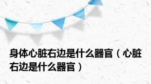 身体心脏右边是什么器官（心脏右边是什么器官）