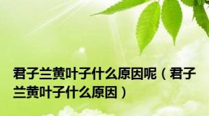 君子兰黄叶子什么原因呢（君子兰黄叶子什么原因）