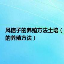 风信子的养殖方法土培(风信子的养殖方法)