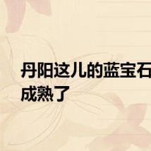 丹阳这儿的蓝宝石葡萄成熟了