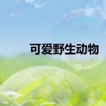 可爱野生动物