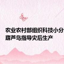 农业农村部组织科技小分队赶赴葫芦岛指导灾后生产