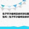 兔子怀孕最明显症状部位图片咬公兔吗（兔子怀孕最明显症状）