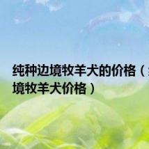 纯种边境牧羊犬的价格(纯种边境牧羊犬价格)