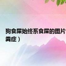 狗食屎始终系食屎的图片(狗食粪症)