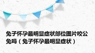 兔子怀孕最明显症状部位图片咬公兔吗（兔子怀孕最明显症状）