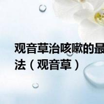 观音草治咳嗽的最佳方法（观音草）