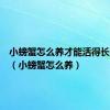 小螃蟹怎么养才能活得长久一些（小螃蟹怎么养）