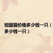 短腿猫价格多少钱一只(短腿猫多少钱一只)