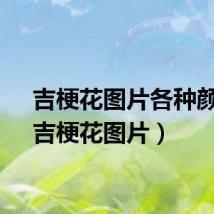 吉梗花图片各种颜色(吉梗花图片)