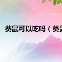 葵鼠可以吃吗（葵鼠）