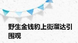 野生金钱豹上街溜达引围观
